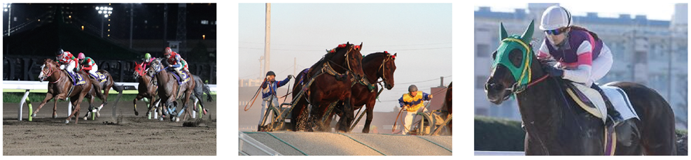 地方競馬って何？